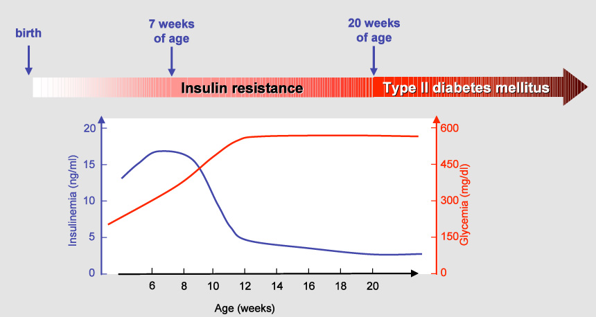 Figure 1: Age-dependent evolution of glucose metabolism in ZDF rats.