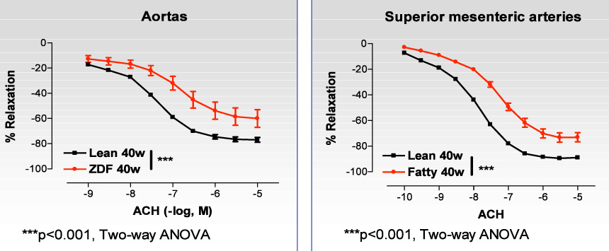 Figure 2: Comparison of endothelium-dependent relaxations in ZDF and in their control (Lean) obtained in in vitro experiments performed in aortic and superior mesenteric artery rings. (2-way ANOVA, ***P<0.001) (Pelvipharm, internal data).